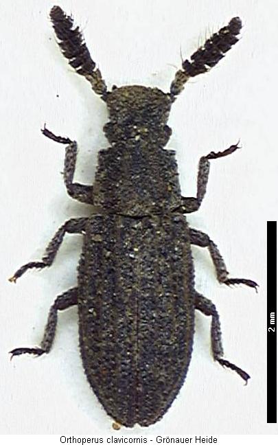 orthocerus_clavicornis_hab.jpg