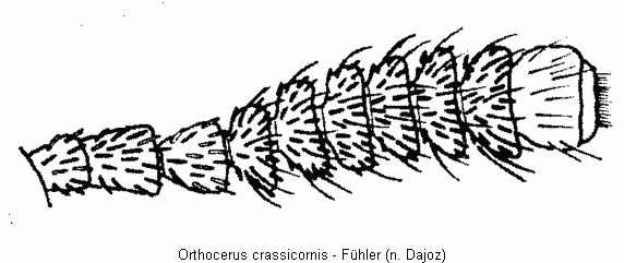 orthocerus_crassicornis_f.gif