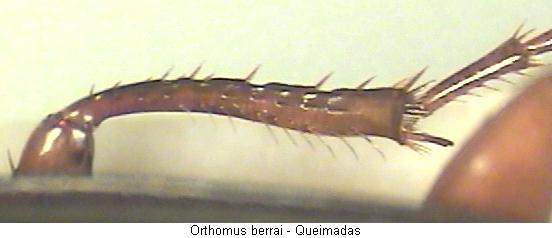 orthomus_berrai_schn.jpg
