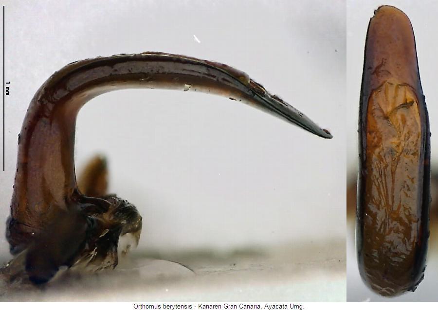 orthomus_berytensis3.jpg