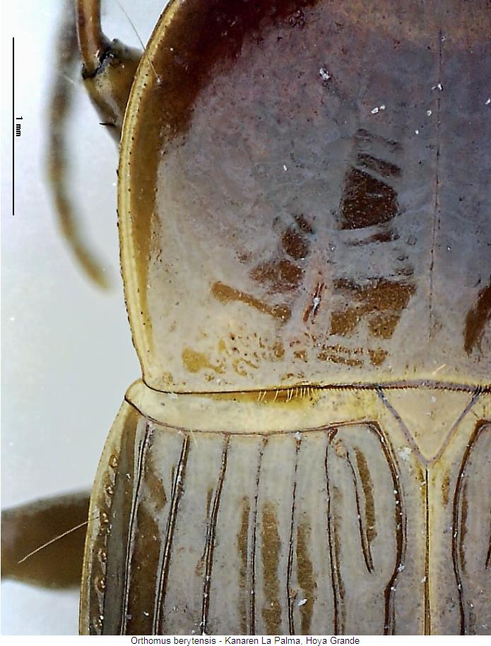 orthomus_berytensis_hsch.jpg