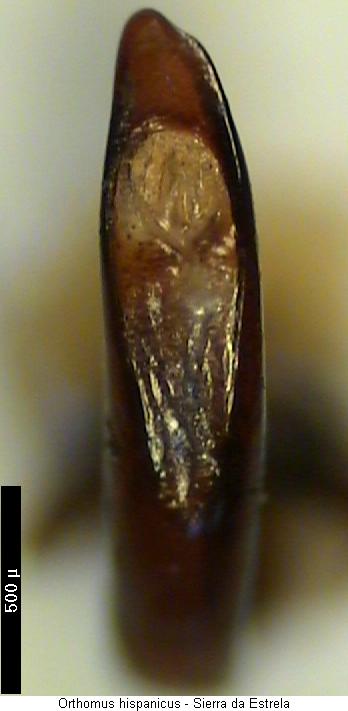 orthomus_hispanicus.jpg