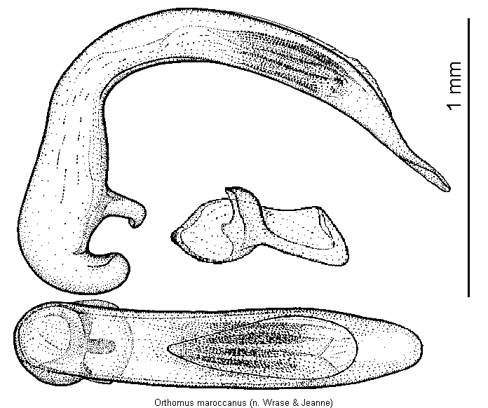 orthomus_maroccanus.gif