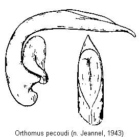 orthomus_pecoudi.gif