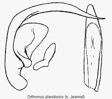 orthomus_planidorsis.gif