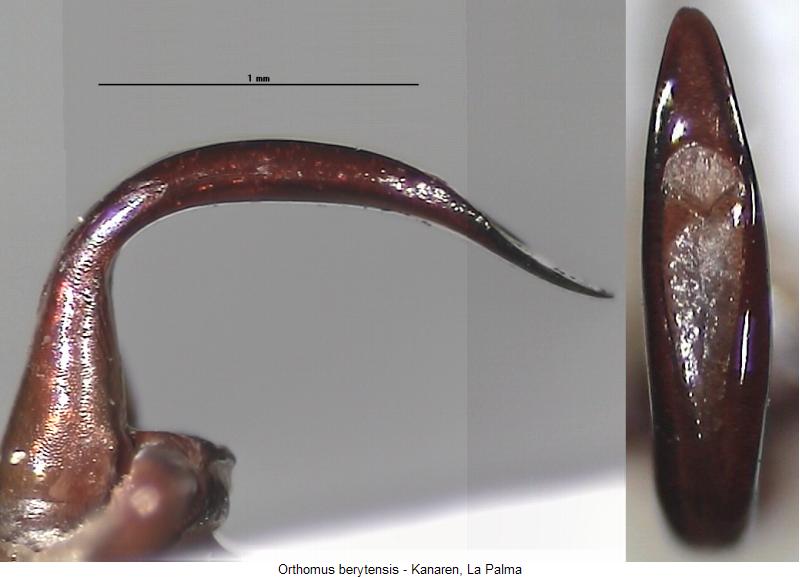 orthomus_sp_la_palma1.jpg