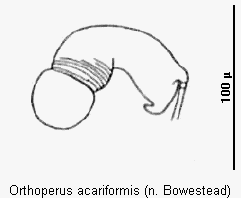orthoperus_acariformis_sperm.gif