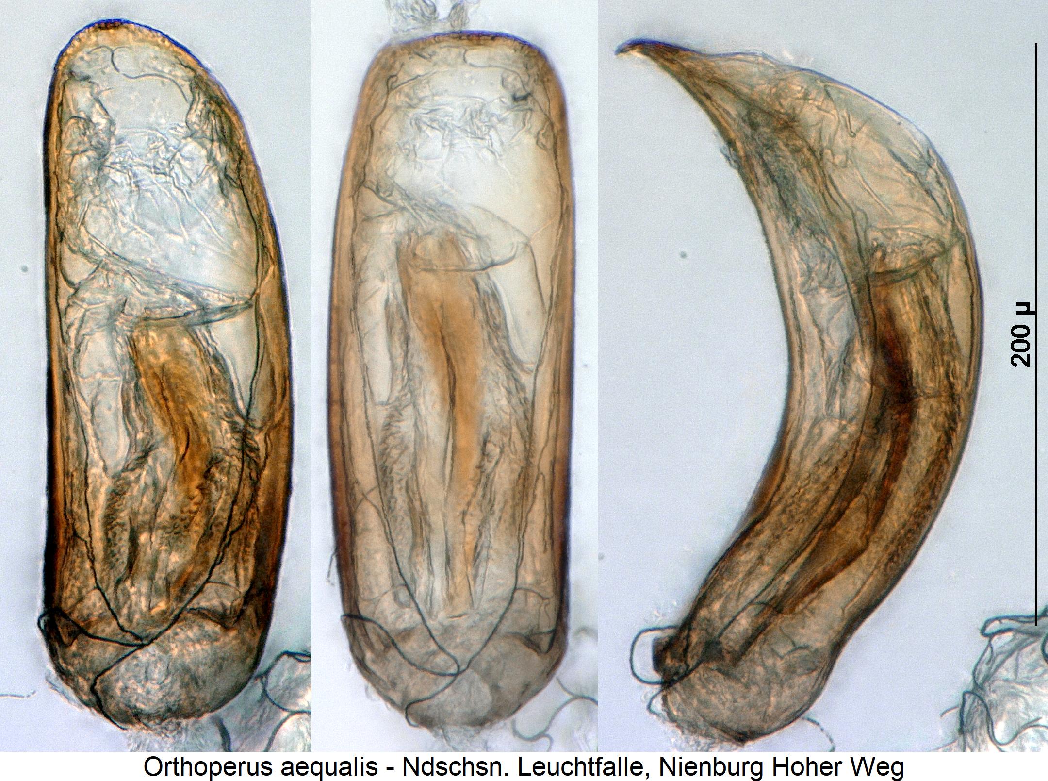 orthoperus_aequalis.jpg