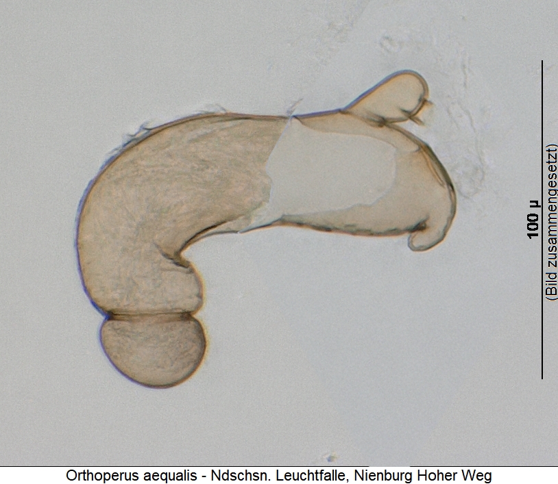 orthoperus_aequalis_sperm.jpg