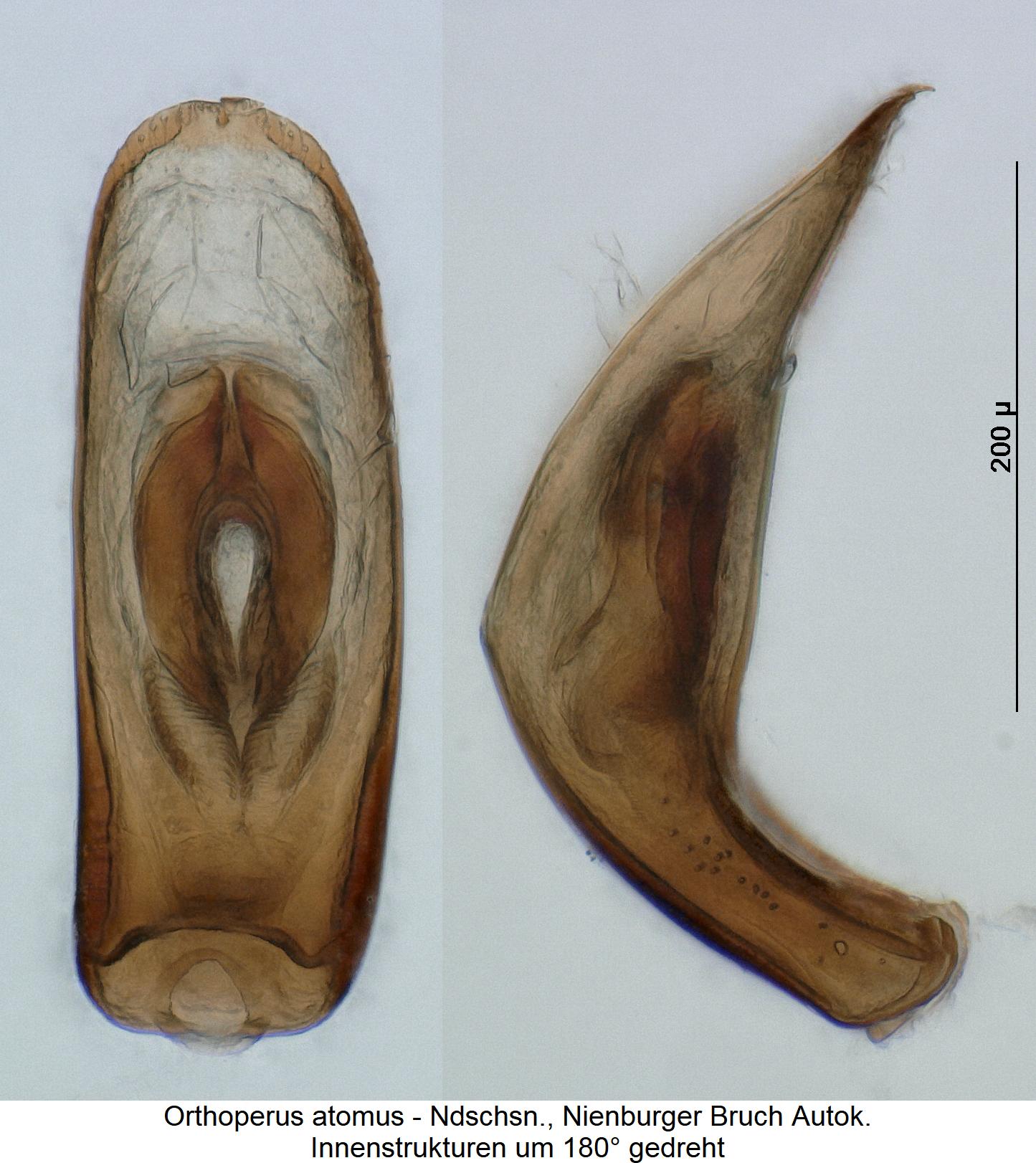 orthoperus_atomus2.jpg