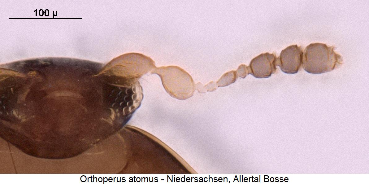 orthoperus_atomus_f.jpg