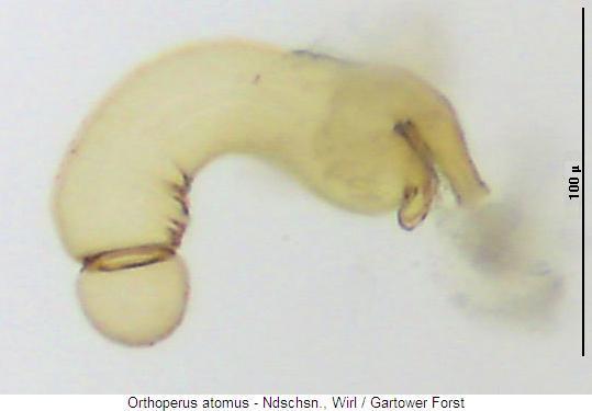 orthoperus_atomus_sperm.jpg
