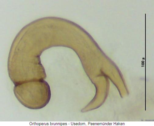 orthoperus_brunnipes_sperm.jpg