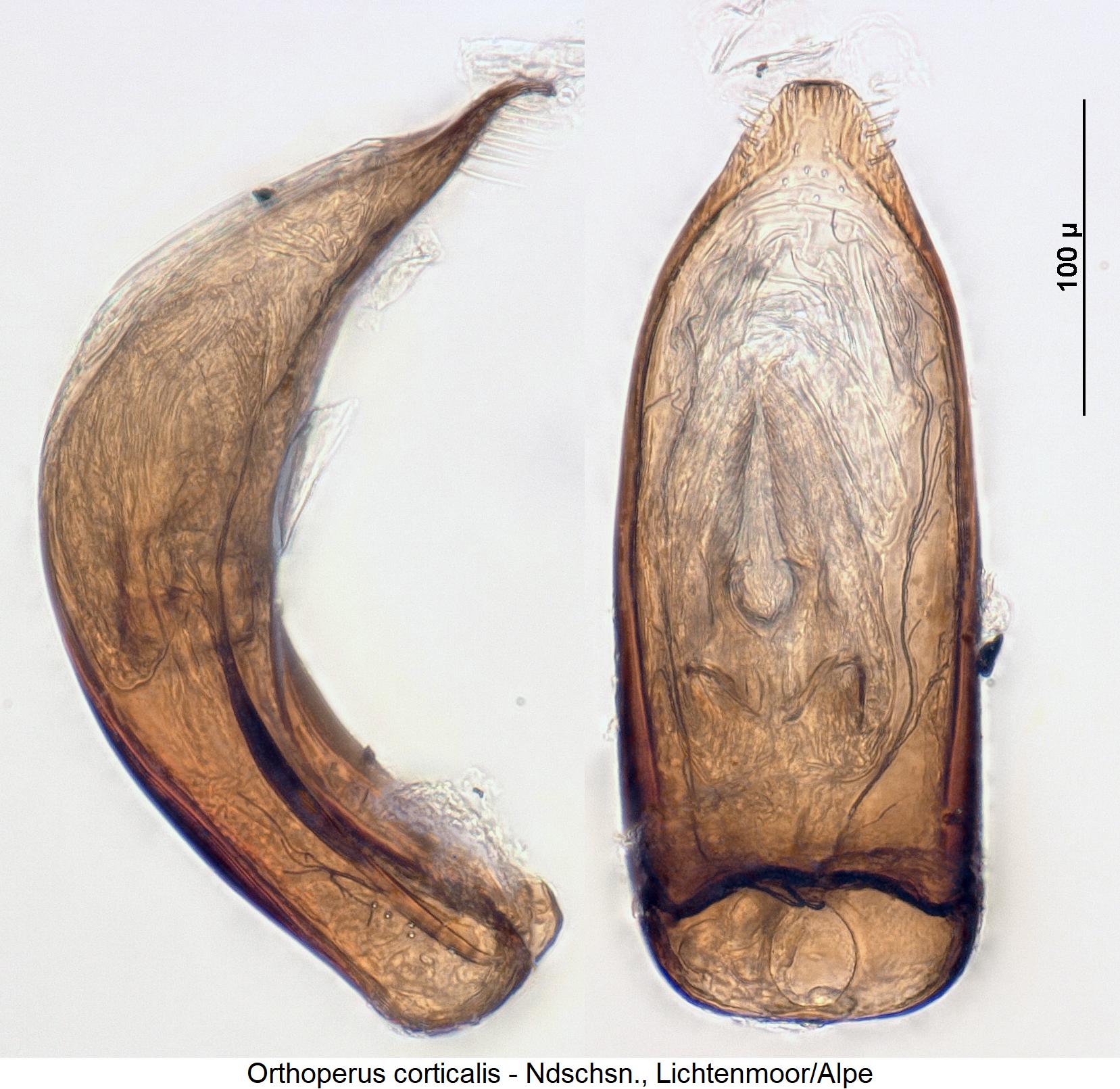 orthoperus_corticalis2.jpg