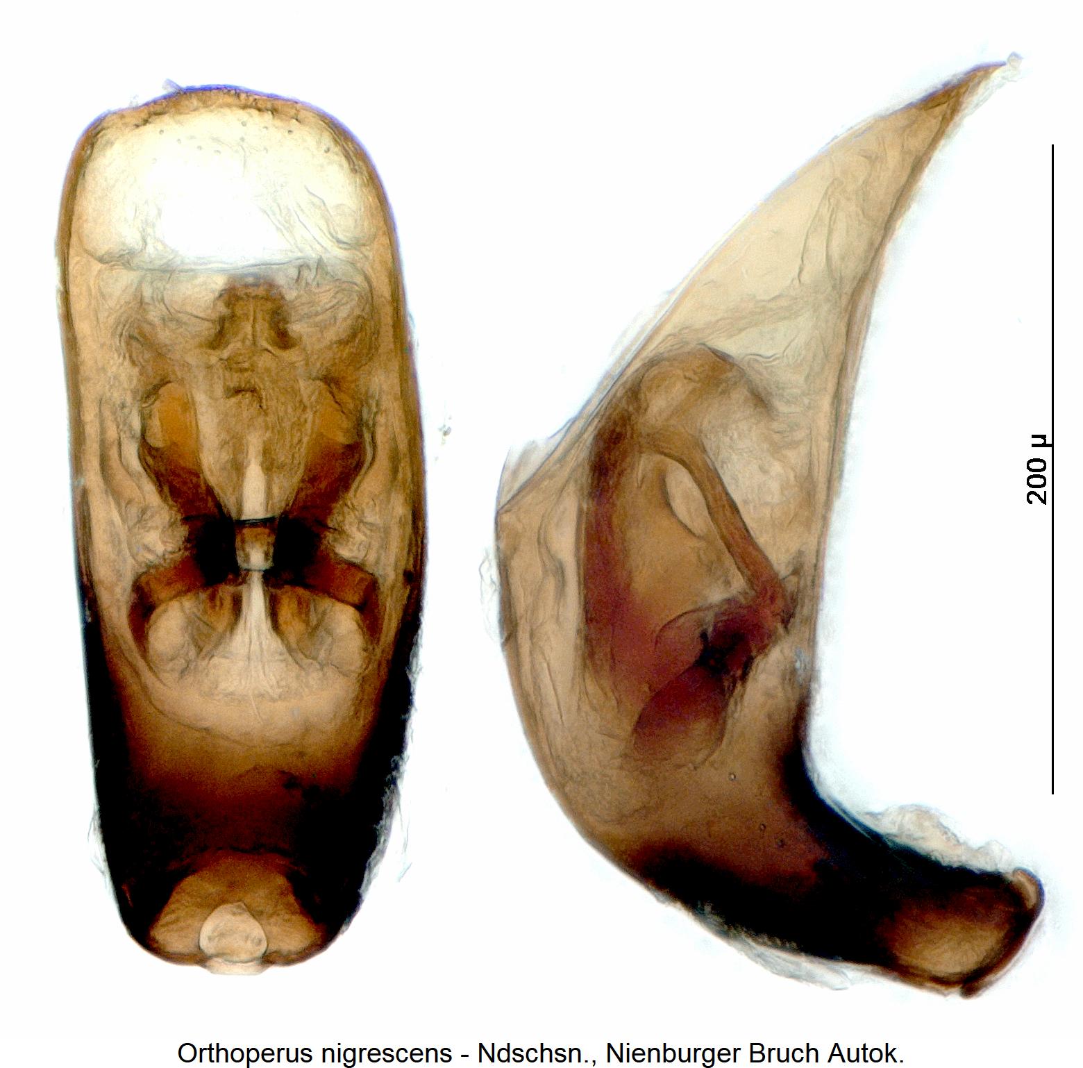 orthoperus_nigrescens4.jpg