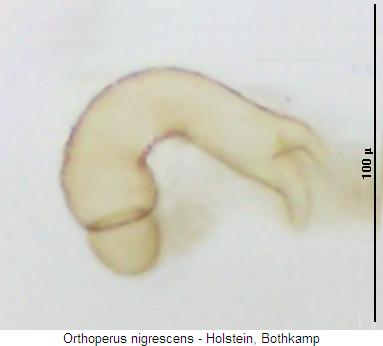 orthoperus_nigrescens_sperm.jpg