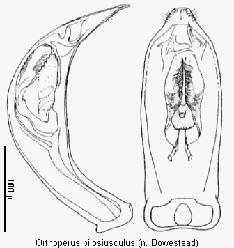orthoperus_pilosiusculus.gif