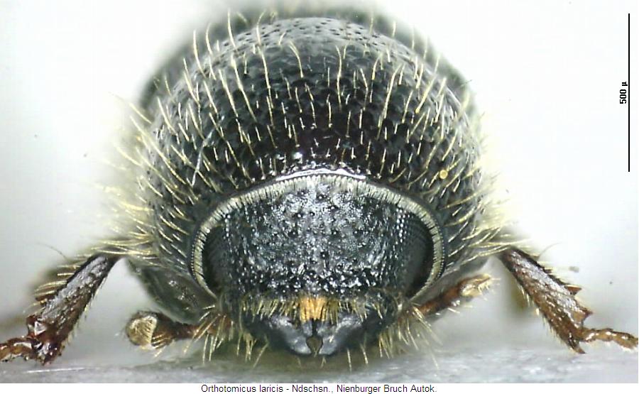 orthotomicus_laricis_k.jpg
