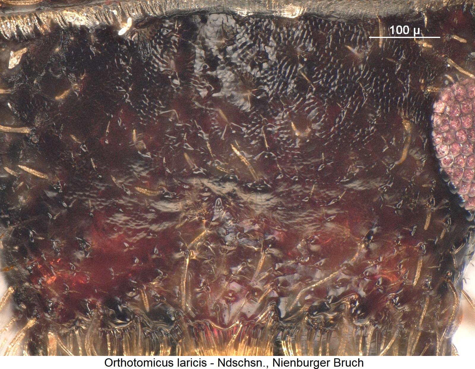 orthotomicus_laricis_k1.jpg