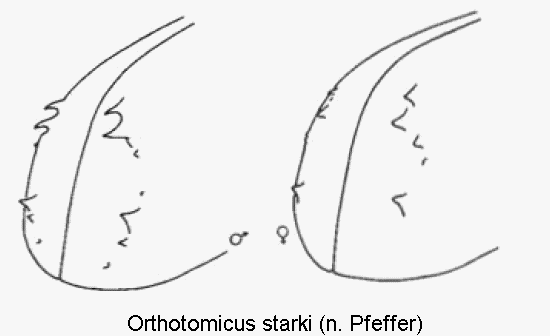 orthotomicus_starki_hlb.gif