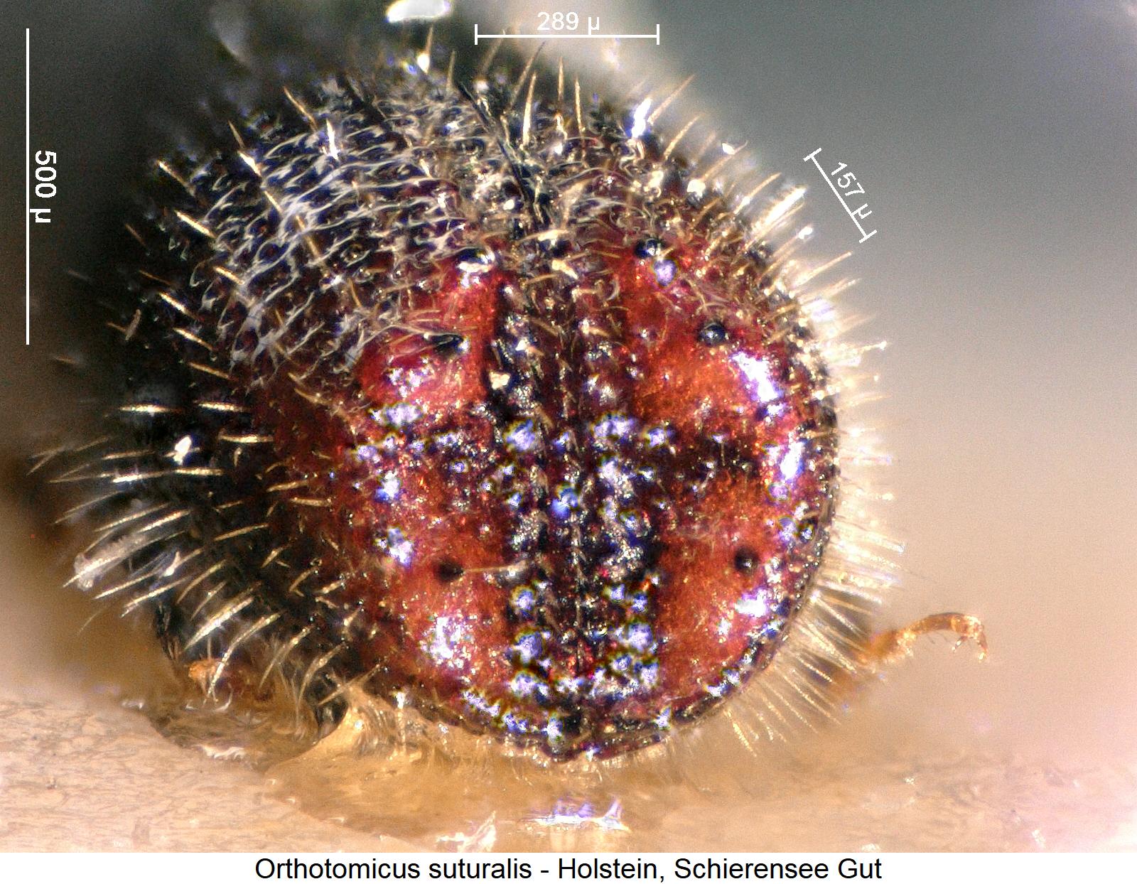 orthotomicus_suturalis_hlb2.jpg