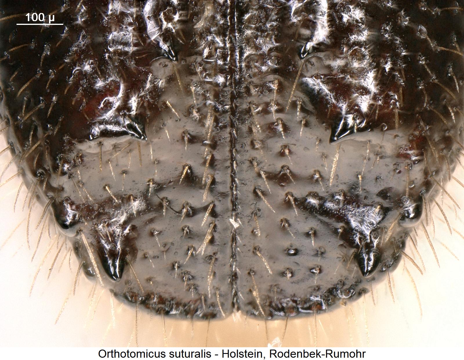 orthotomicus_suturalis_hlb3.jpg