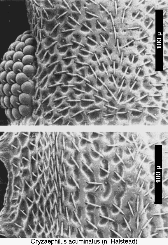 oryzaephilus_acuminatus_int.gif