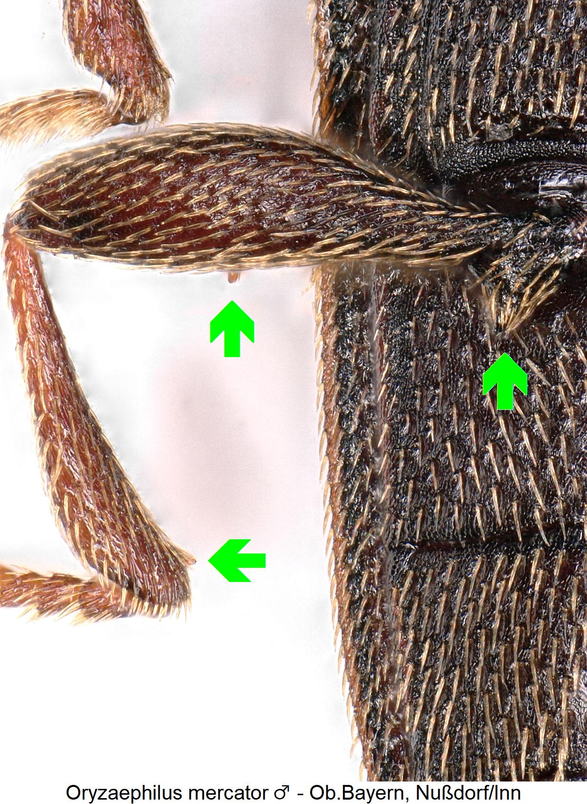 oryzaephilus_mercator_m_hb.jpg
