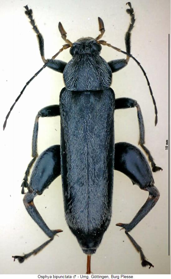 osphya_bipunctata_m_hab.jpg