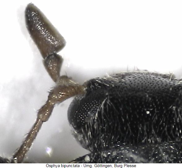 osphya_bipunctata_ts.jpg