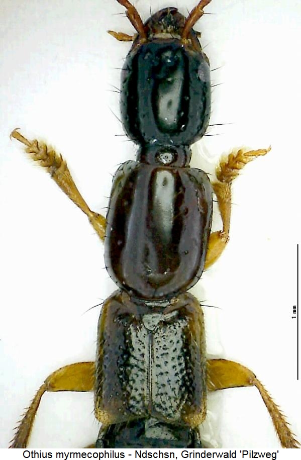 othius_myrmecophilus_vk.jpg