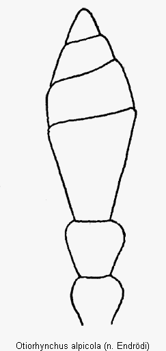 otiorhynchus_alpicola_f.gif