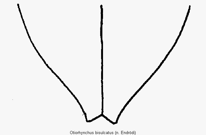 otiorhynchus_bisulcatus_fld.gif