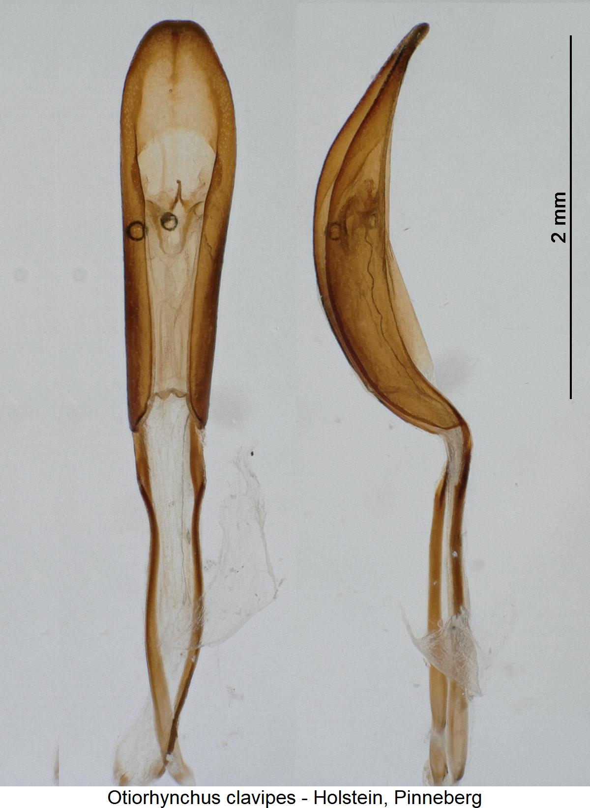 otiorhynchus_clavipes1.jpg