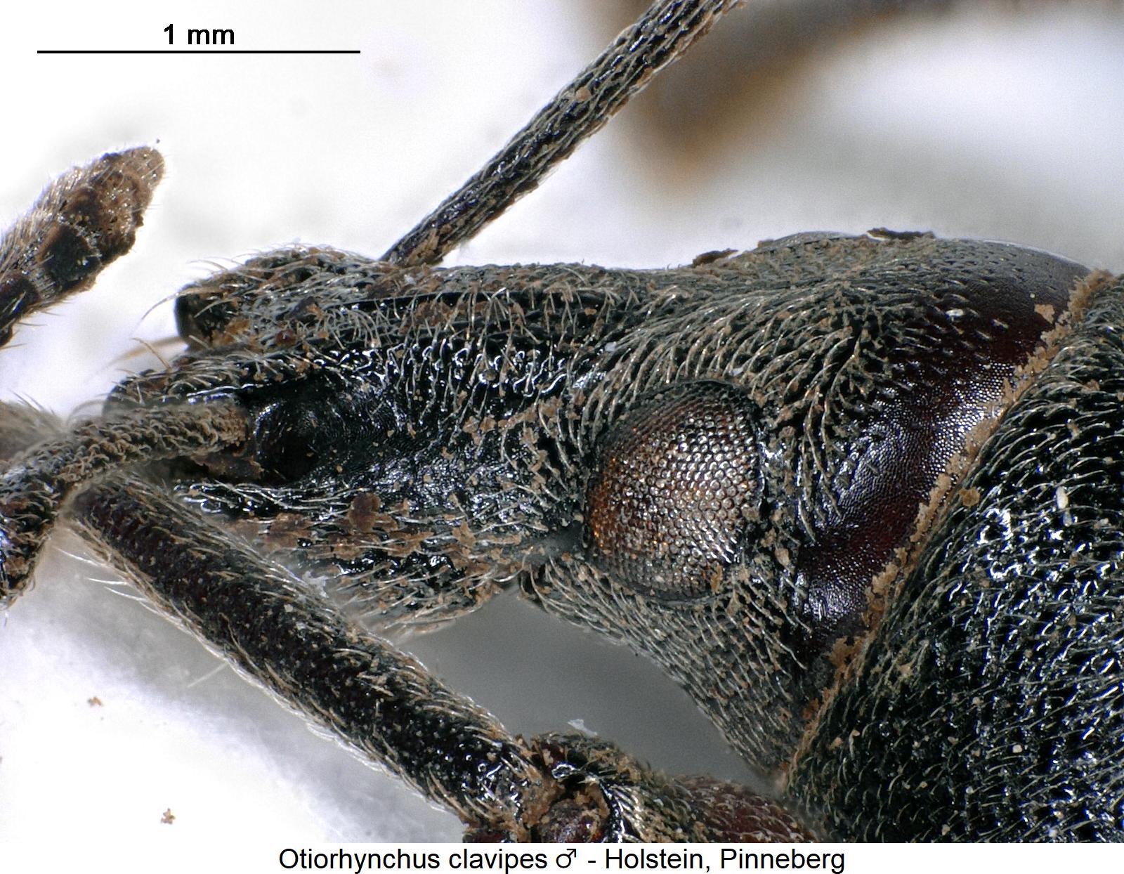 otiorhynchus_clavipes_m_k.jpg