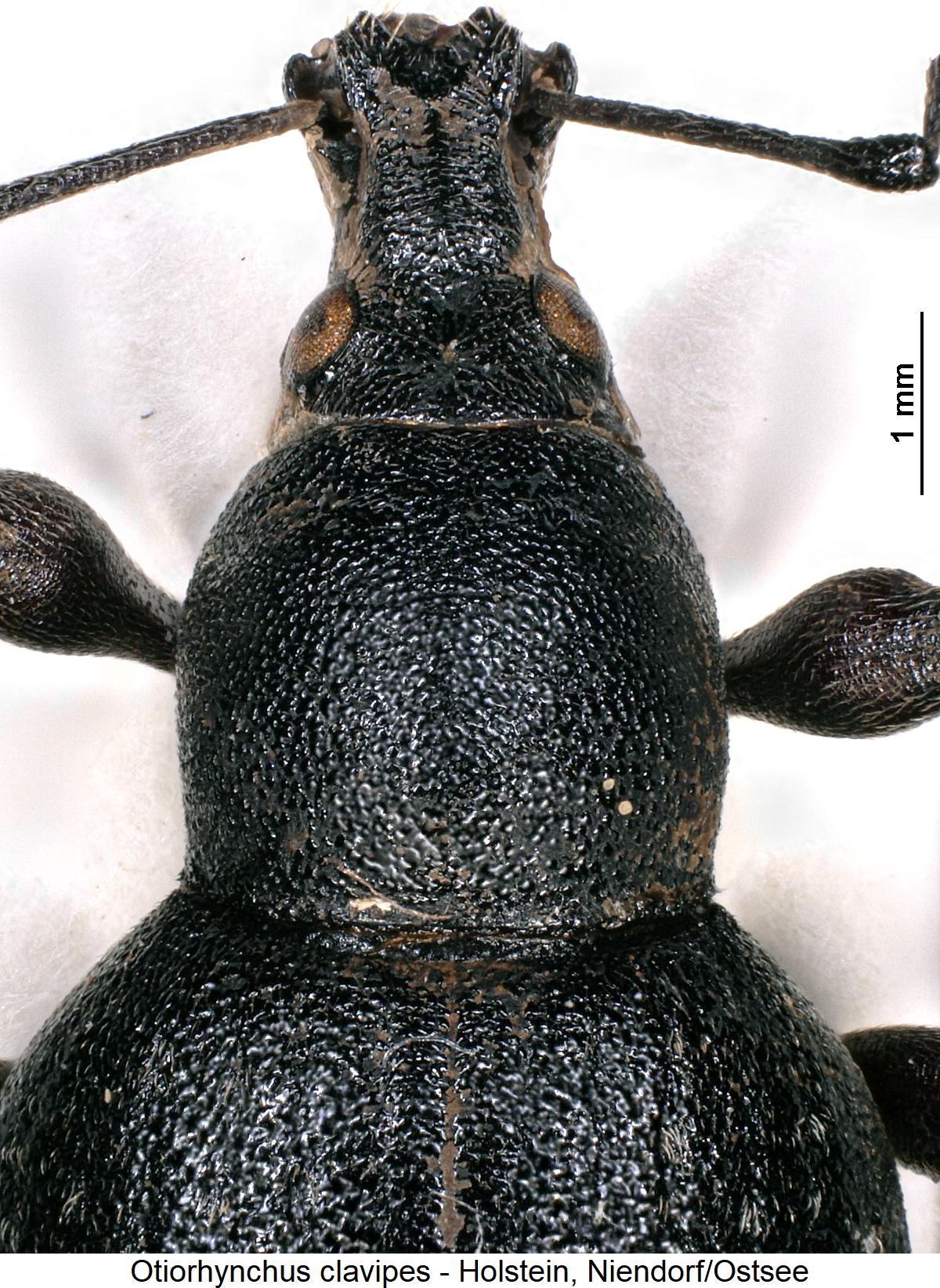 otiorhynchus_clavipes_vk1.jpg