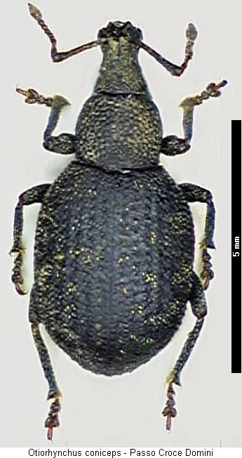otiorhynchus_coniceps_hab.jpg