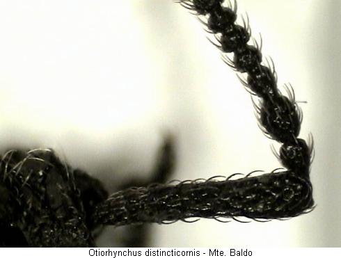 otiorhynchus_distincticornis_f.jpg