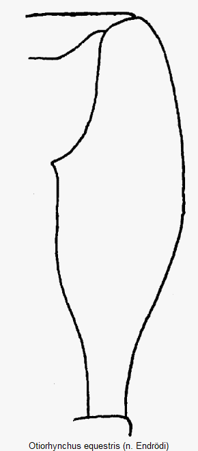 otiorhynchus_equestris_vschl.gif