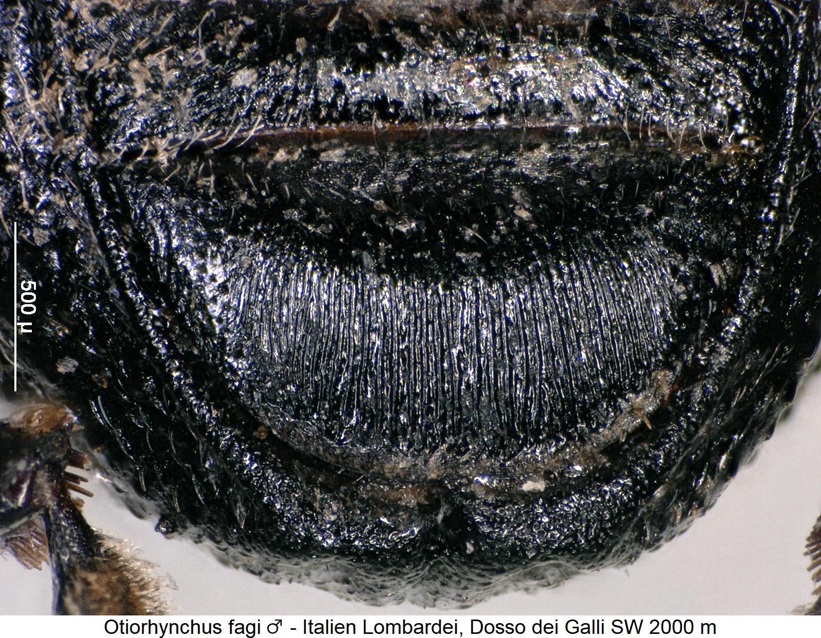otiorhynchus_fagi_m_ster.jpg