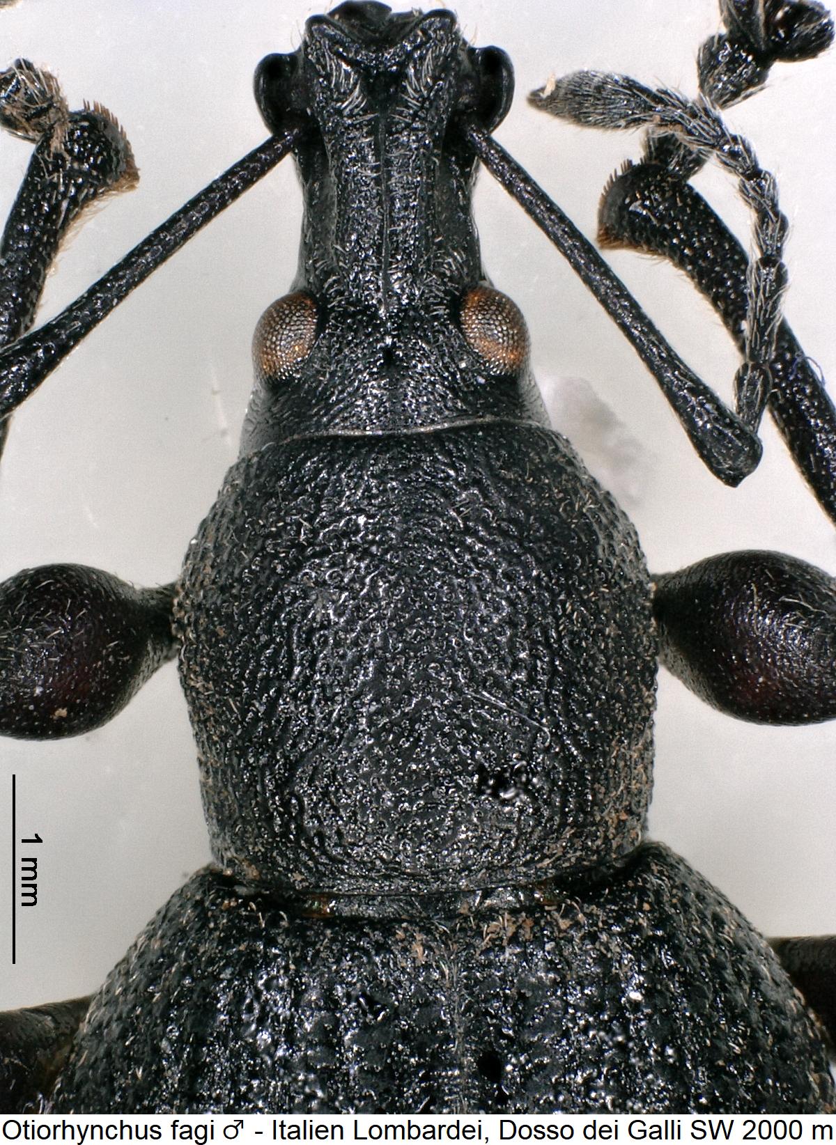otiorhynchus_fagi_m_vk.jpg