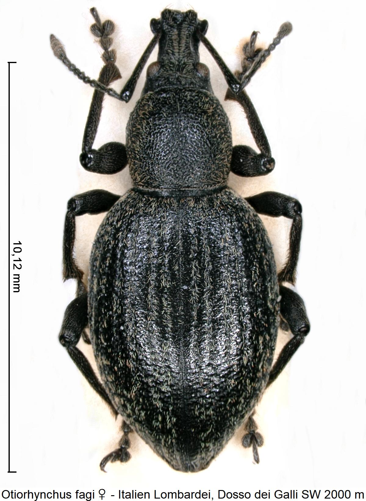 otiorhynchus_fagi_w_hab.jpg