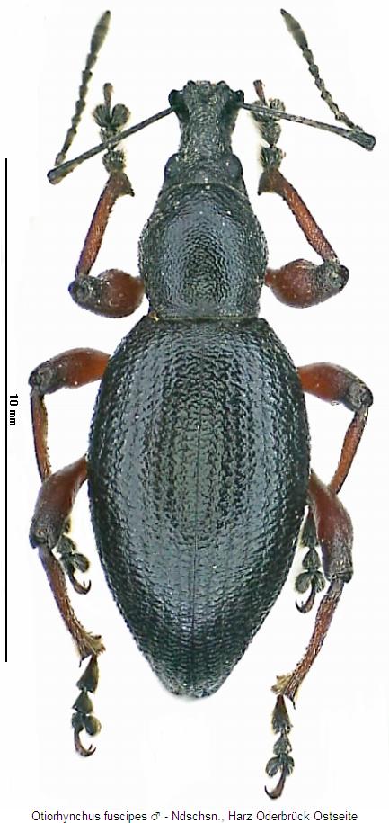 otiorhynchus_fuscipes_m_hab.jpg