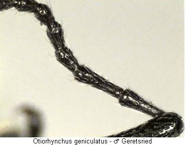 otiorhynchus_geniculatus_f.jpg