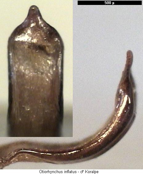 otiorhynchus_inflatus.jpg