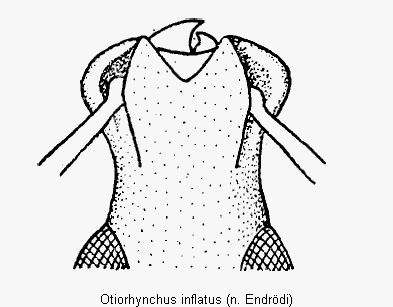 otiorhynchus_inflatus_k.gif