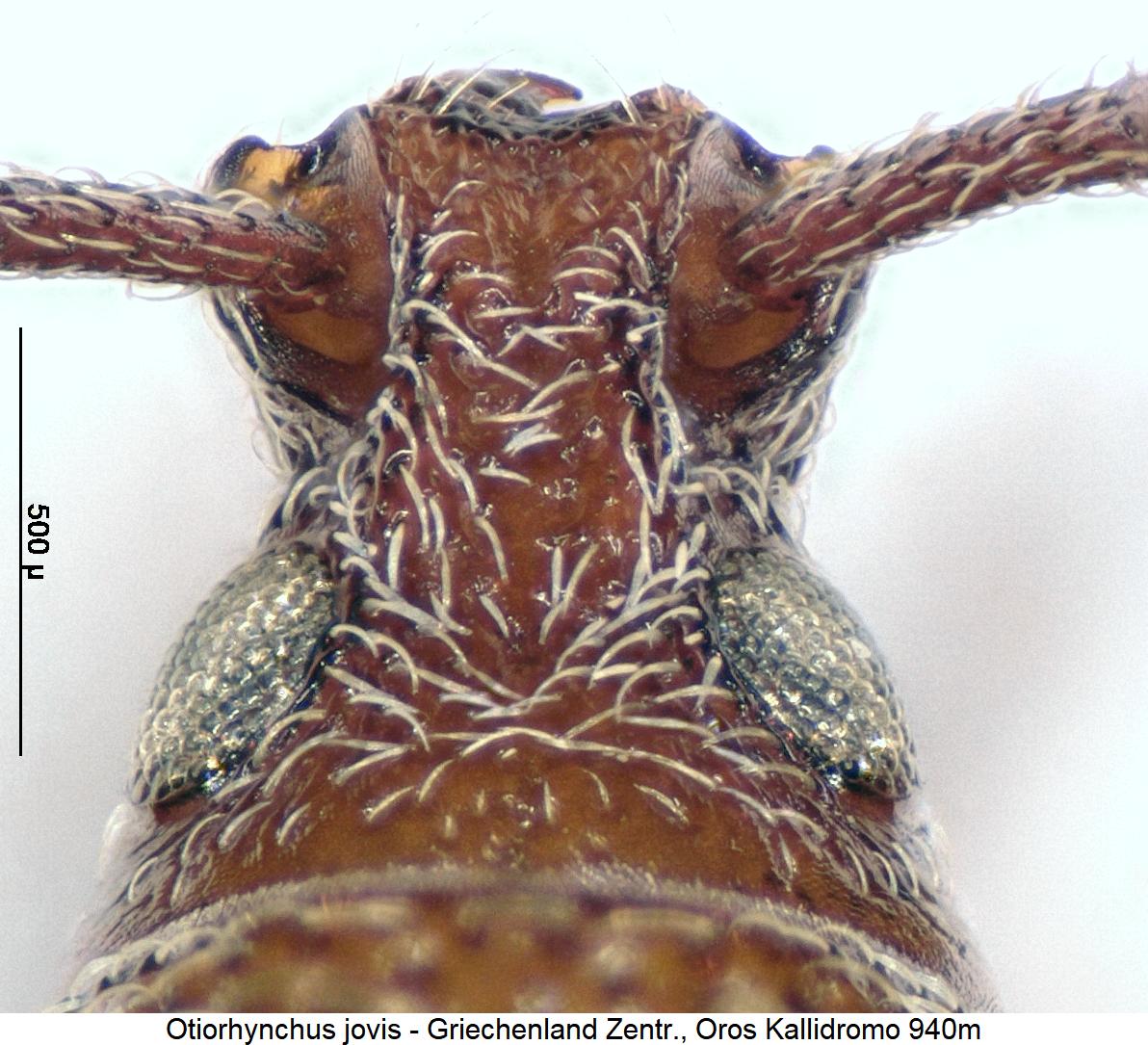 otiorhynchus_jovis_k.jpg