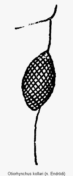 otiorhynchus_kollari_oc.gif
