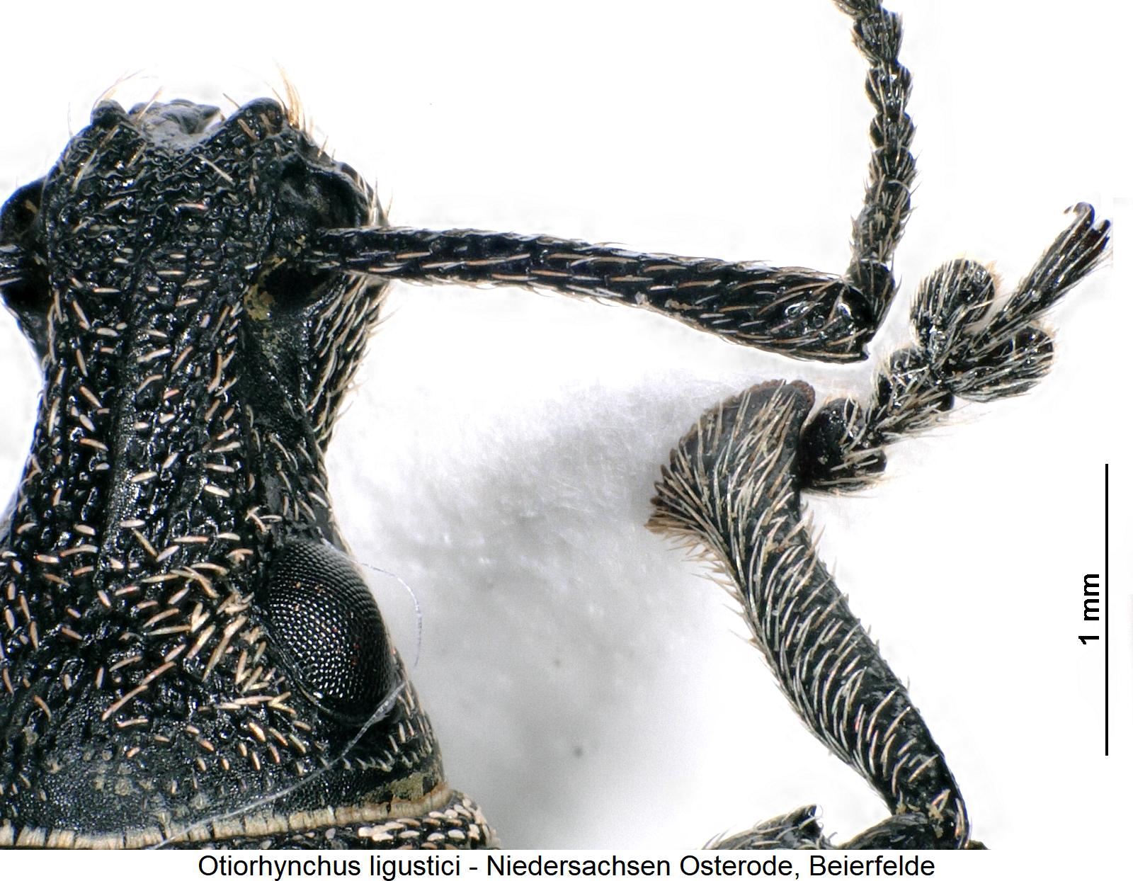 otiorhynchus_ligustici_vschn.jpg