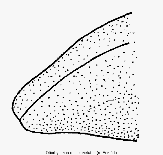 otiorhynchus_multipunctatus_fld.gif